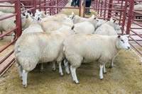 First prize other continental